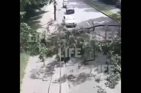 Պետերբուրգում ծառն ընկել է ընթացող ավտոմեքենայի վրա․ 4 մարդ տուժել է